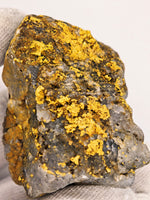 Huge 67 Gram 22k Alaskan Gold Quartz Nugget